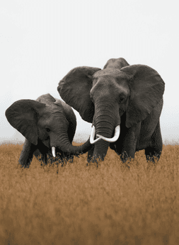 Charitable Fundraising Platform - WWF- WordPress Development