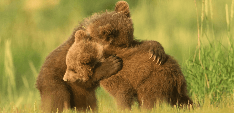 Global Conservation Organization- Website Development - WWF