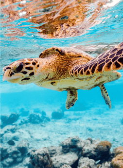 Global Conservation Organization-WWF-Singapore